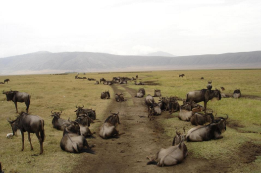 India - Wildebeast in Ngorongoro Crater