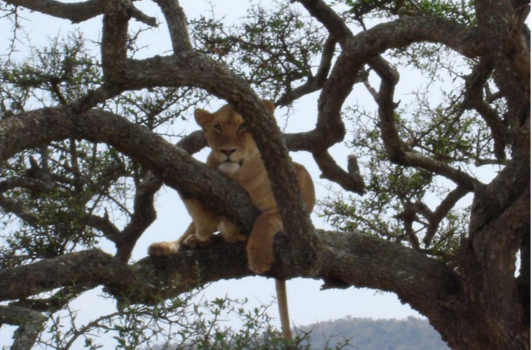 India - Relaxing lioness in Sarangeti National Park