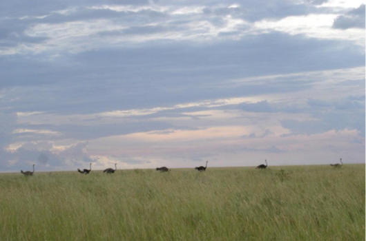 India - Ostriches at sunset
