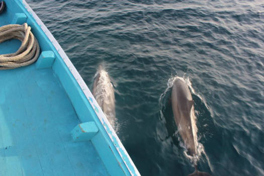 Malediven - Dolfijn(en) escorte