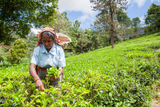 Sri Lanka - Zo begint jouw kopje Ceylon thee :)
