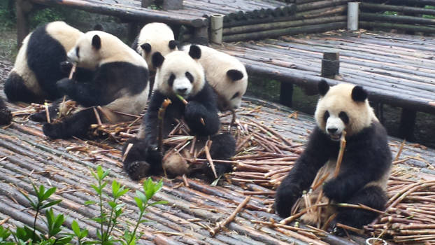 China - Panda's Chengdu