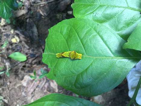 Thailand - small animal big world