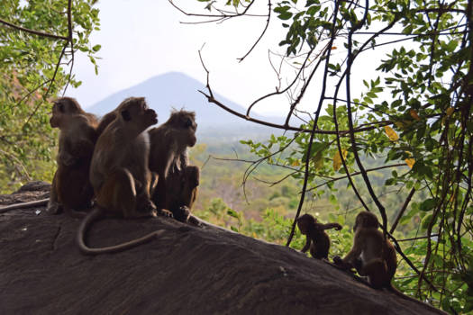 Sri Lanka - Aapjes op de weg naar Dambulla Rock