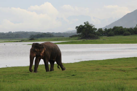 Sri Lanka - Typisch Sri Lanka /  Puur genieten!