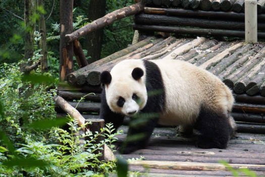 China - Panda Breading centre Chengdu