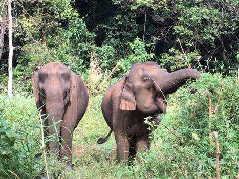 Cambodja - Elephant Valley project