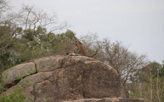 Sri Lanka - leopards in the wild