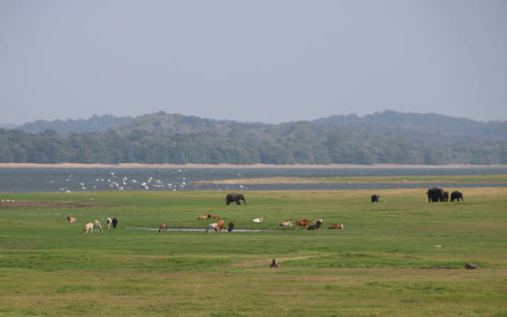 Sri Lanka - wildlife