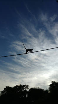 Sri Lanka - Monkey business