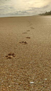 Sri Lanka - Pawprints