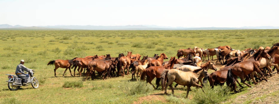 Mongolië - Vrijheid