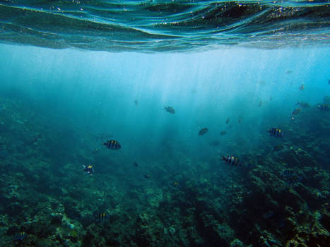 Thailand - Under the sea