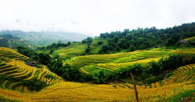 Sapa - Ricefields Sapa