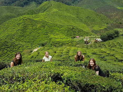 Maleisië - De theevelden van Cameron Highlands