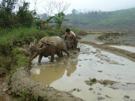 Vietnam - working in the ricefields