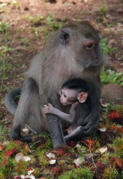 Krabi - Tiger Cave Temple