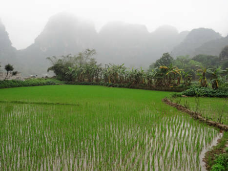 Tam Coc en Bich Dong - Mistig Tam coc