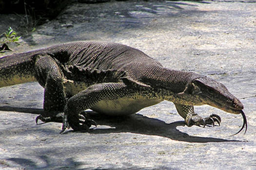 Kuala Lumpur - Giant beachlizard op Langkawi