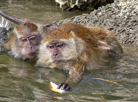 Kuala Lumpur - Zwemmende makaken