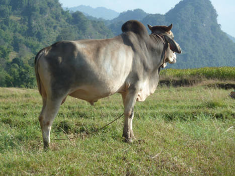 Myanmar - Morgendauw