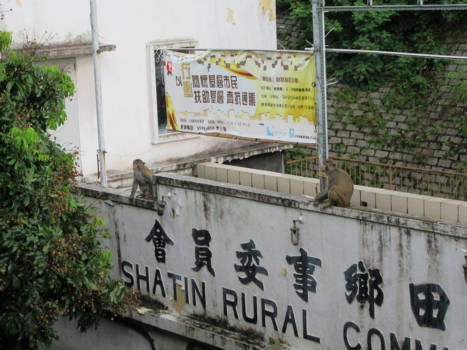 Hong Kong - New residents