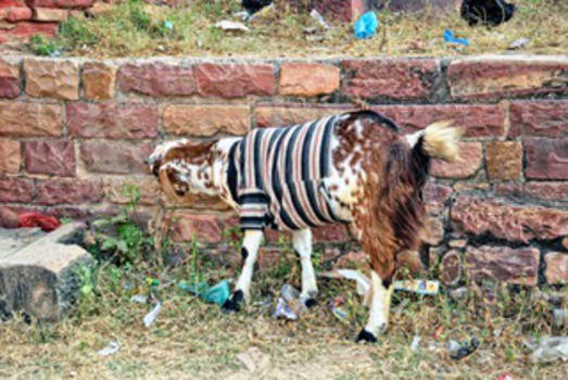 Jaipur - 't is wat frisjes vandaag bè?