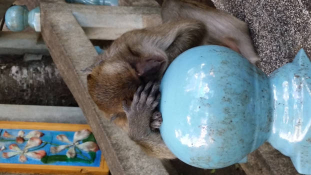 Thailand - Helaas niets te jatten van de toeristen 