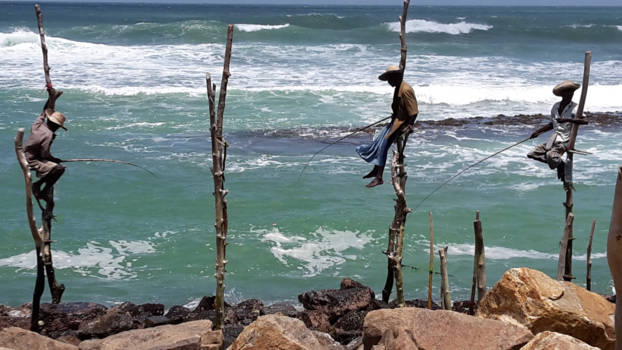 Sri Lanka - Paalvissers