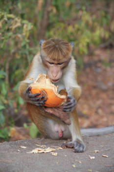 Sri Lanka - nieuwsgierig aagje