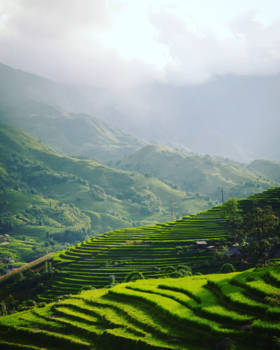 Vietnam - Overlooking the ricefields in Sapa