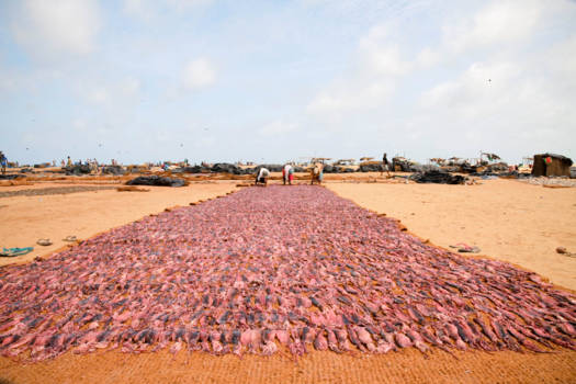 Sri Lanka - de tel kwijt