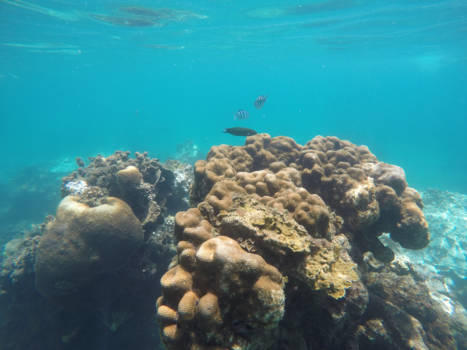 Thailand - Snorkelen!