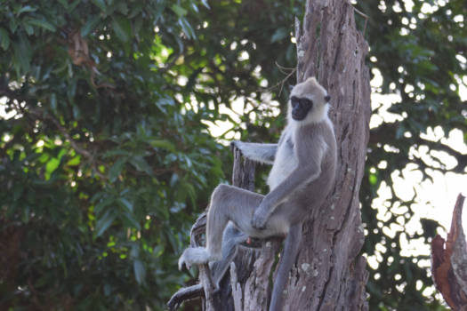 Sri Lanka - Ik zie ik zie wat jij niet ziet...
