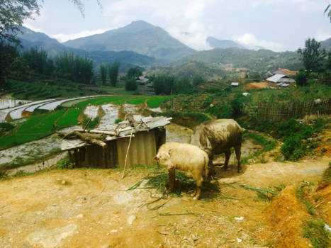 Vietnam - Sapa Nature