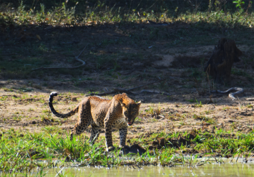Sri Lanka - Op jacht..