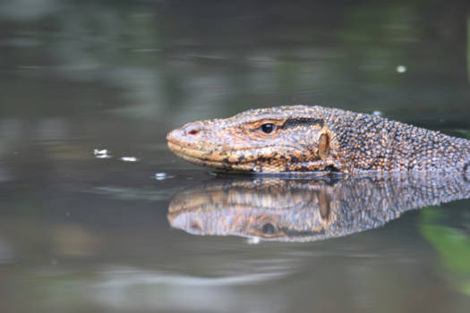 Hikkaduwa - Spiegeltje spiegeltje op het water