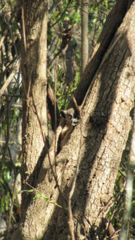Thailand - Kiekeboe (Mouse lemur in Madagascar)