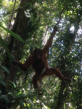 Maleisië - Orang oetang