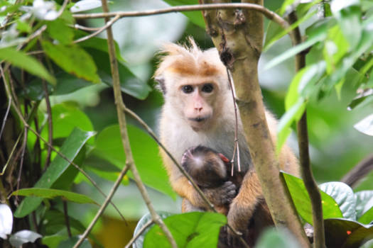 Kandy - Moeder en kind