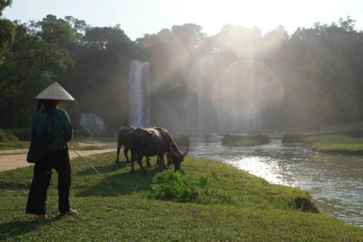Vietnam - Een Vietnamese vrouw laat haar koeien drinken bij de Ban Gioc Waterfalls