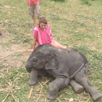 Chiang Mai - Olifant