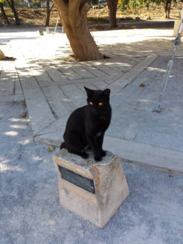 Efeze - Kat die denkt dat hij een standbeeld is.