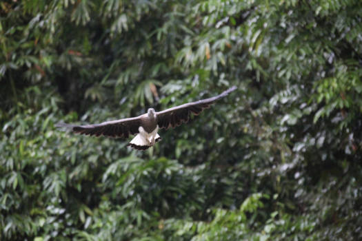 Thailand - Wildlife Chew Lan Lake