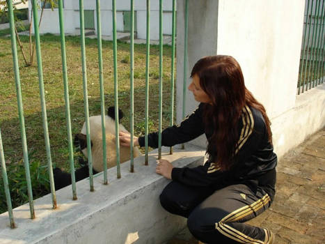 China - Stiekem een super lieve panda aaien 