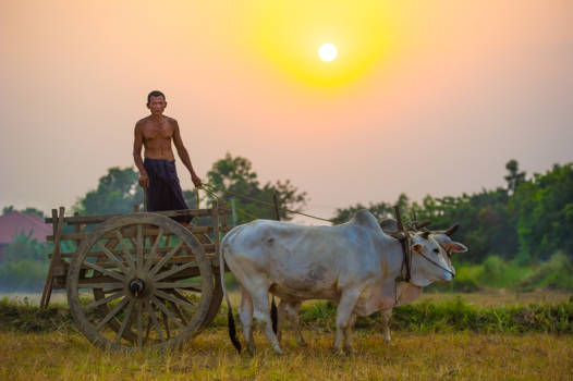 Myanmar - oogsten bij zonsondergang
