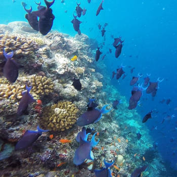 Malediven - The secret of the deep blue sea