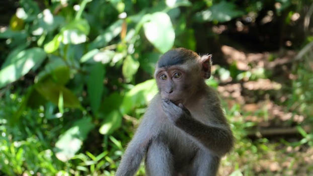 Bako National Park - Naughty monkey 