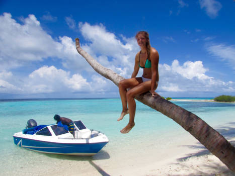 Malediven - Palmtree