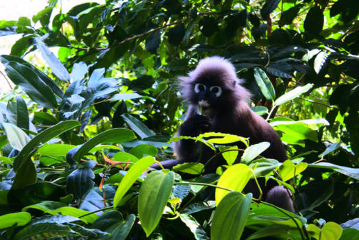 Krabi - Monkey at the pool